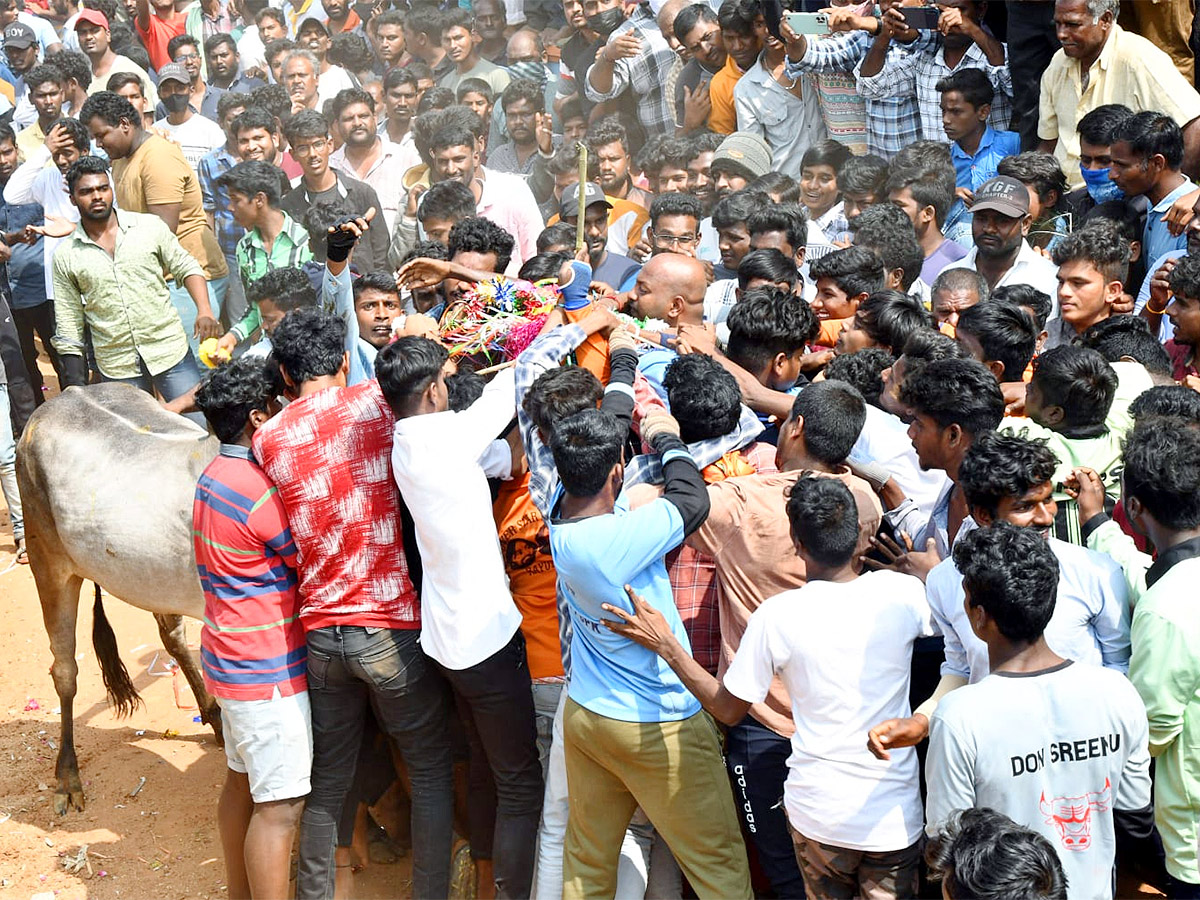 Great Cattle Festival Photos In Ramireddypalli Of Chandragiri - Sakshi18