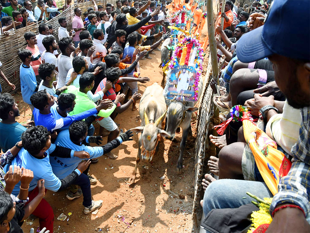 Great Cattle Festival Photos In Ramireddypalli Of Chandragiri - Sakshi19