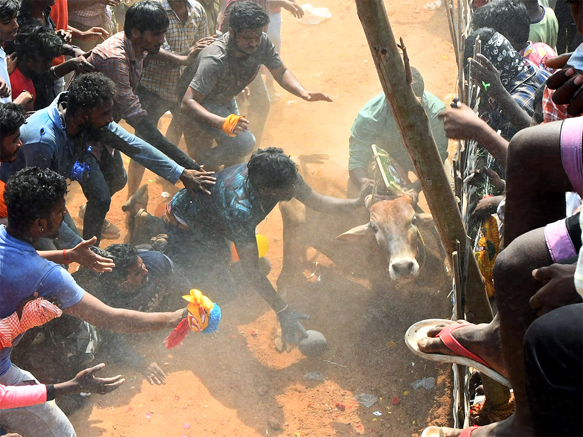 Great Cattle Festival Photos In Ramireddypalli Of Chandragiri - Sakshi2