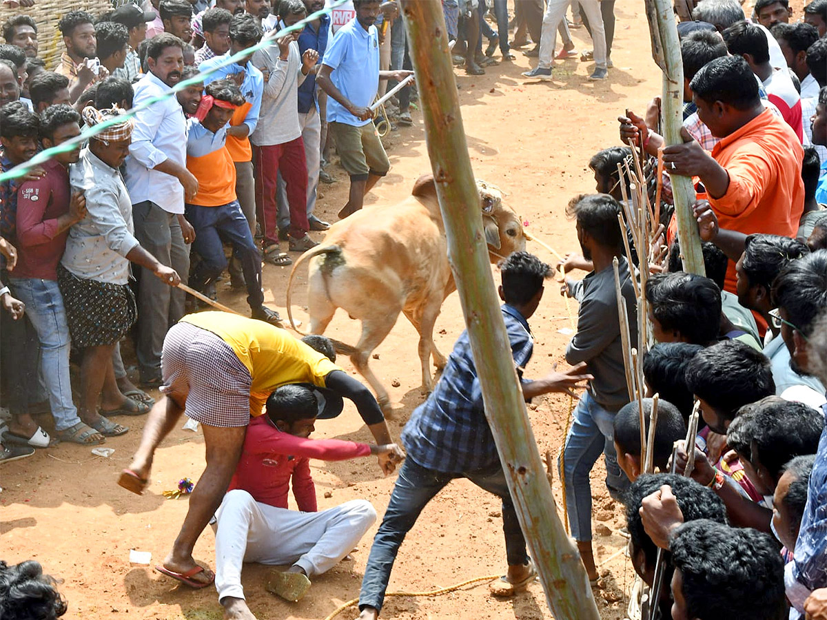 Great Cattle Festival Photos In Ramireddypalli Of Chandragiri - Sakshi20