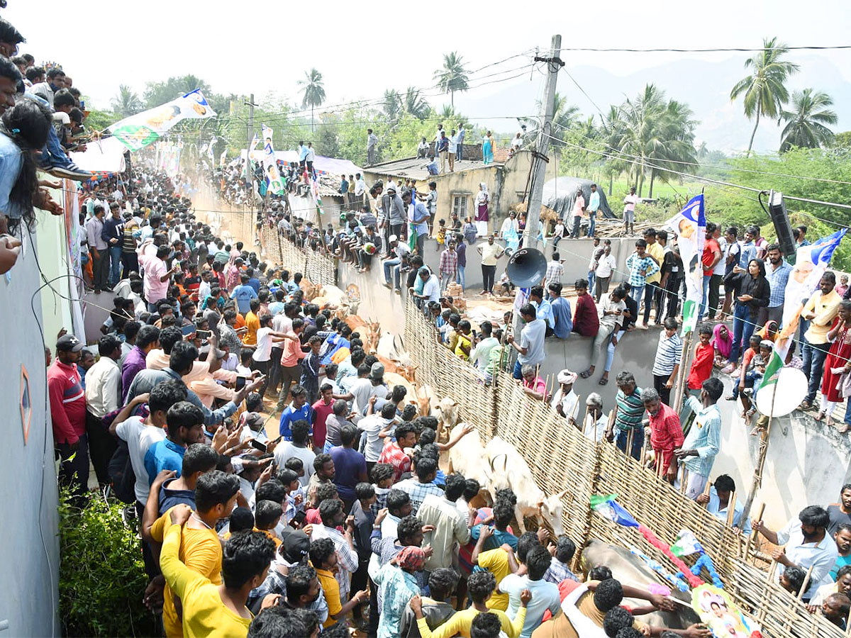 Great Cattle Festival Photos In Ramireddypalli Of Chandragiri - Sakshi21