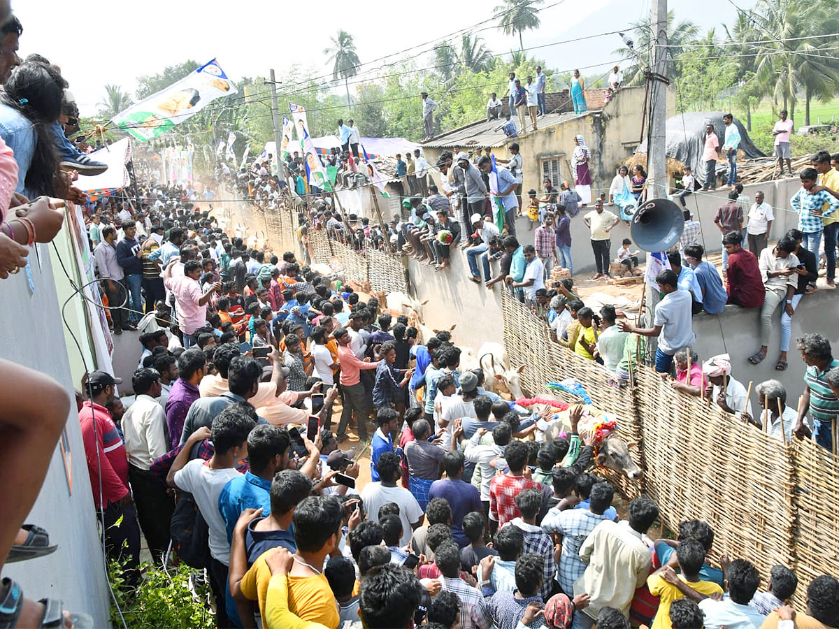 Great Cattle Festival Photos In Ramireddypalli Of Chandragiri - Sakshi22