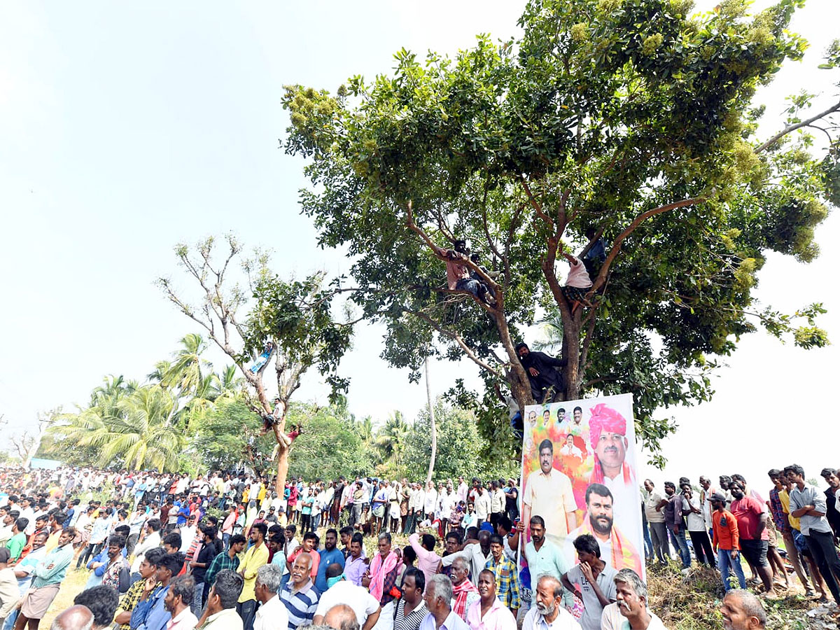 Great Cattle Festival Photos In Ramireddypalli Of Chandragiri - Sakshi24