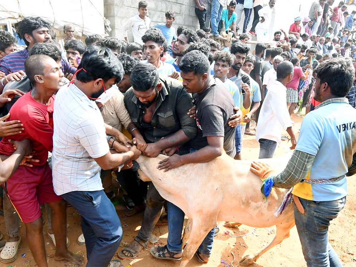 Great Cattle Festival Photos In Ramireddypalli Of Chandragiri - Sakshi26