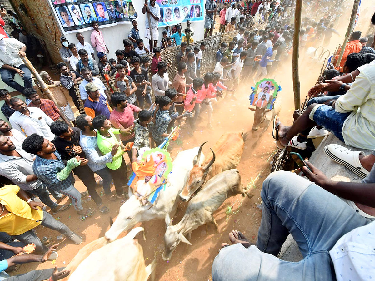 Great Cattle Festival Photos In Ramireddypalli Of Chandragiri - Sakshi27