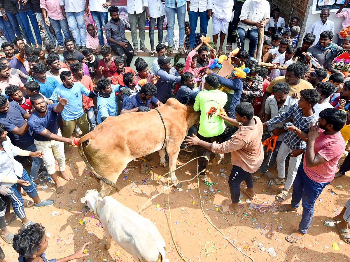 Great Cattle Festival Photos In Ramireddypalli Of Chandragiri - Sakshi28