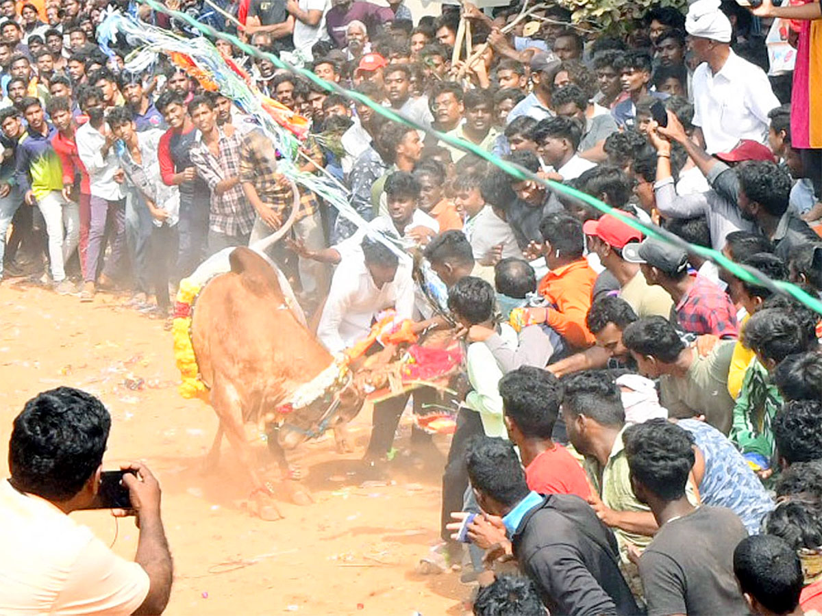 Great Cattle Festival Photos In Ramireddypalli Of Chandragiri - Sakshi29