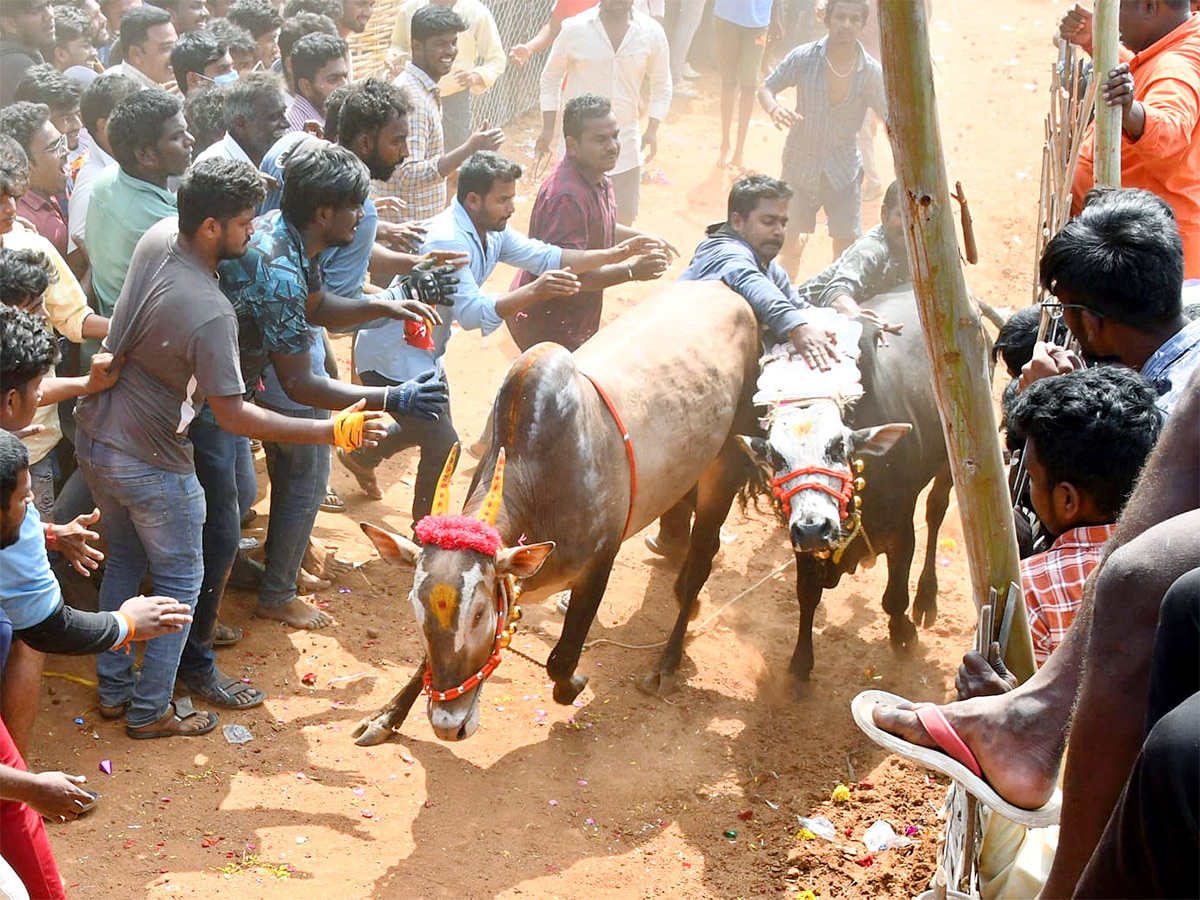 Great Cattle Festival Photos In Ramireddypalli Of Chandragiri - Sakshi3