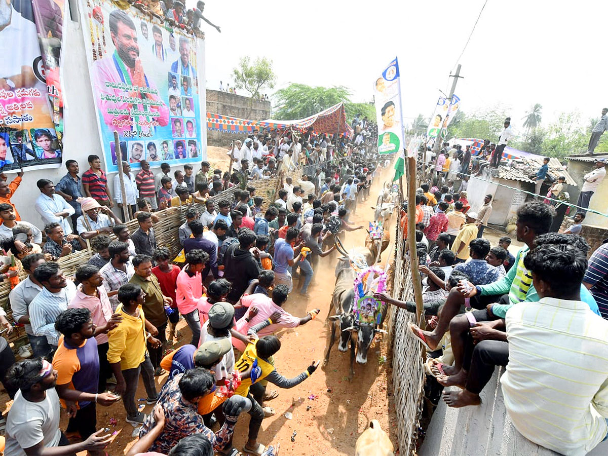 Great Cattle Festival Photos In Ramireddypalli Of Chandragiri - Sakshi30