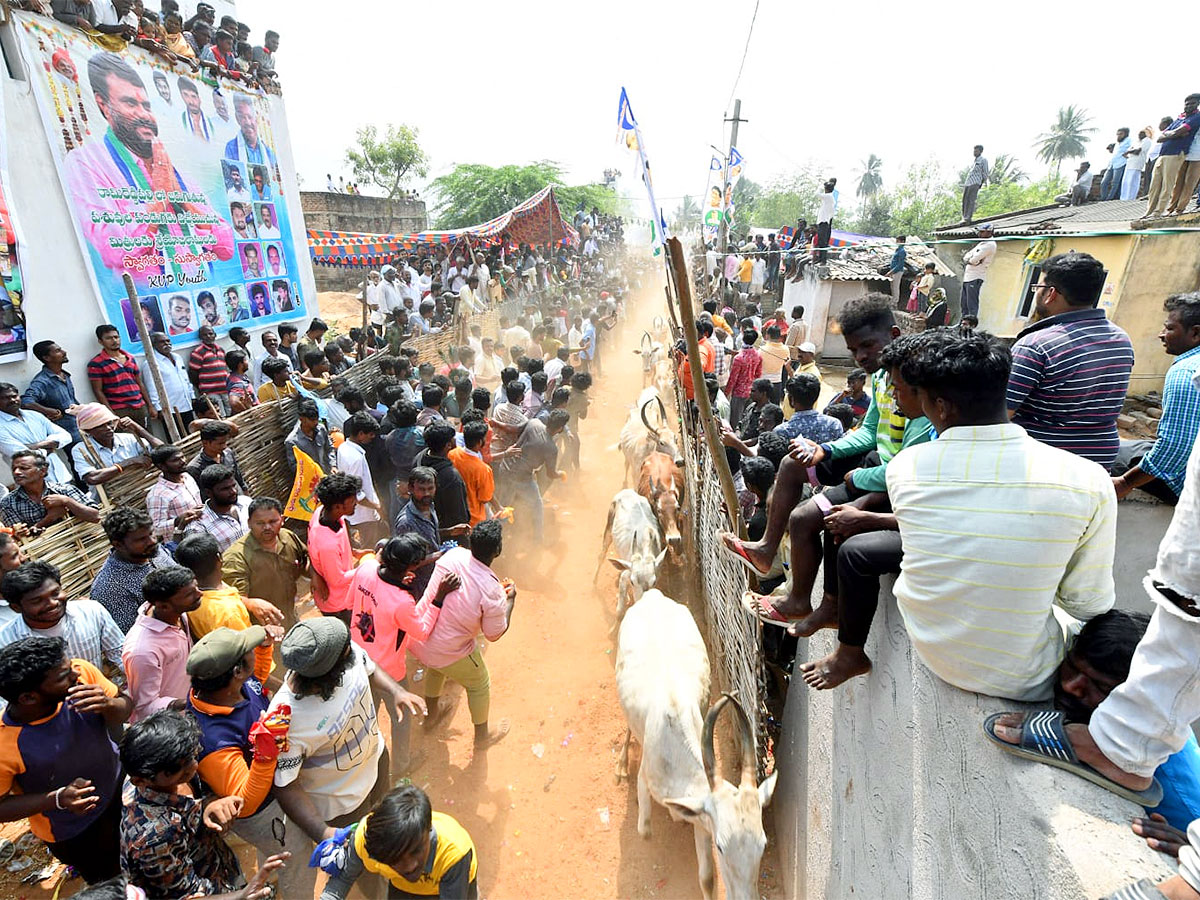 Great Cattle Festival Photos In Ramireddypalli Of Chandragiri - Sakshi31