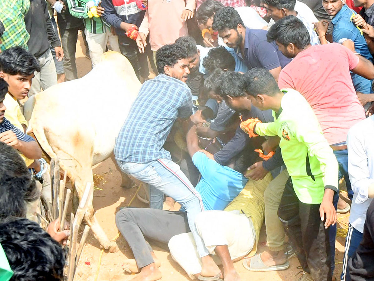 Great Cattle Festival Photos In Ramireddypalli Of Chandragiri - Sakshi33