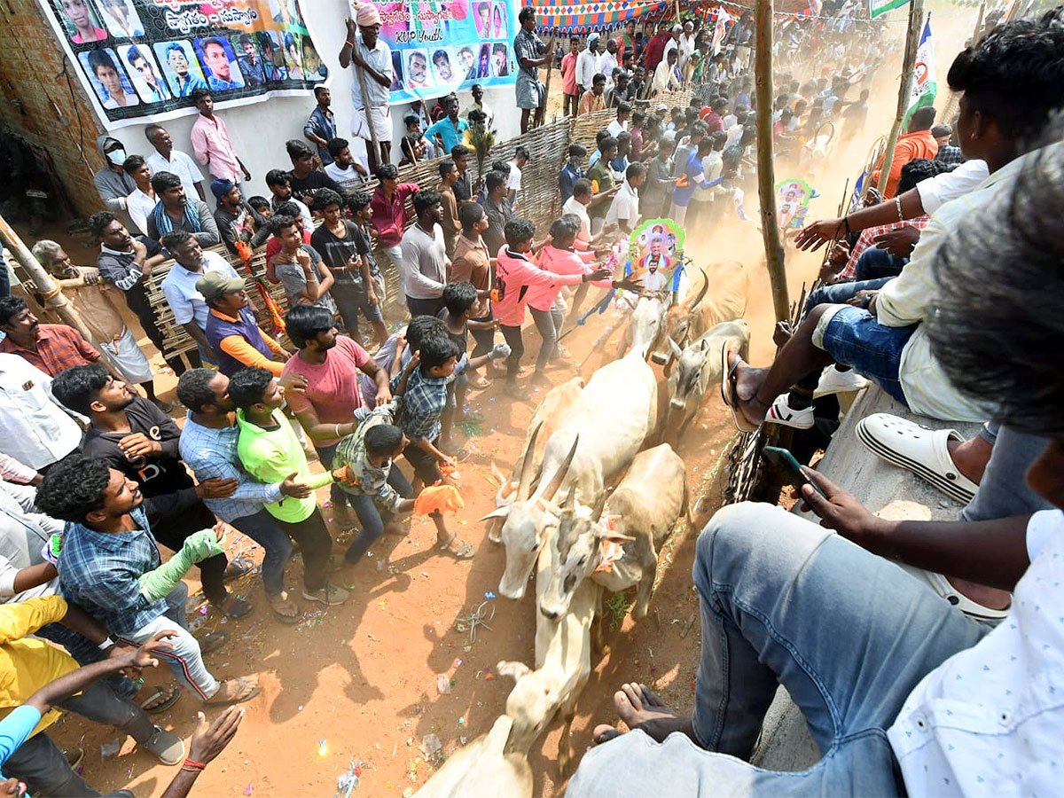 Great Cattle Festival Photos In Ramireddypalli Of Chandragiri - Sakshi36