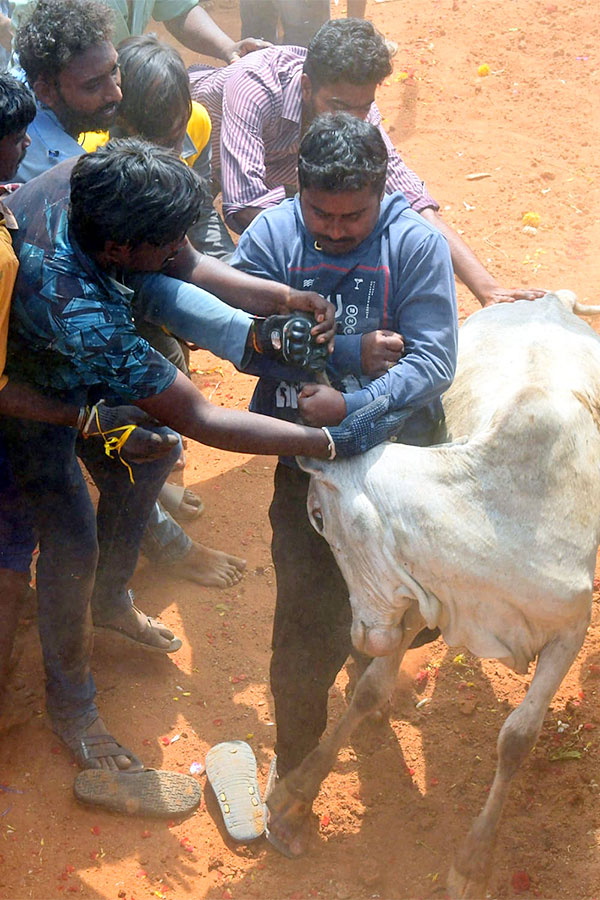 Great Cattle Festival Photos In Ramireddypalli Of Chandragiri - Sakshi37