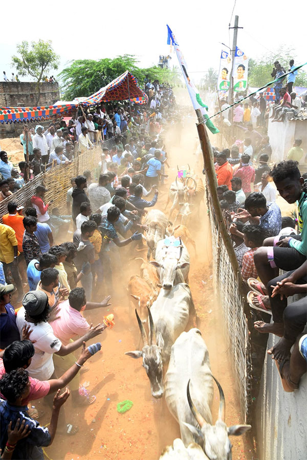 Great Cattle Festival Photos In Ramireddypalli Of Chandragiri - Sakshi39