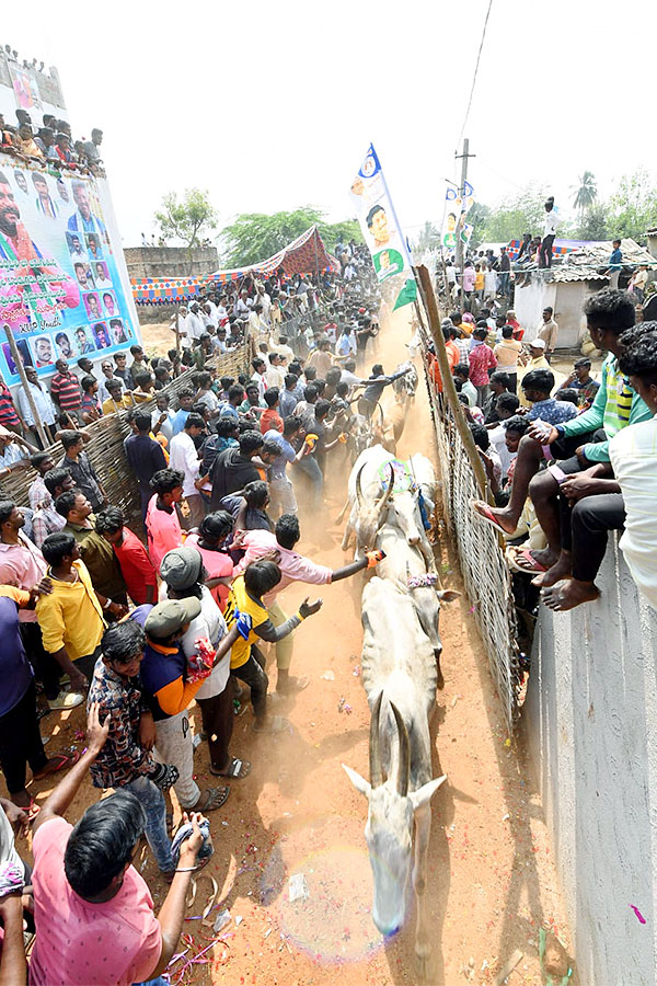 Great Cattle Festival Photos In Ramireddypalli Of Chandragiri - Sakshi42