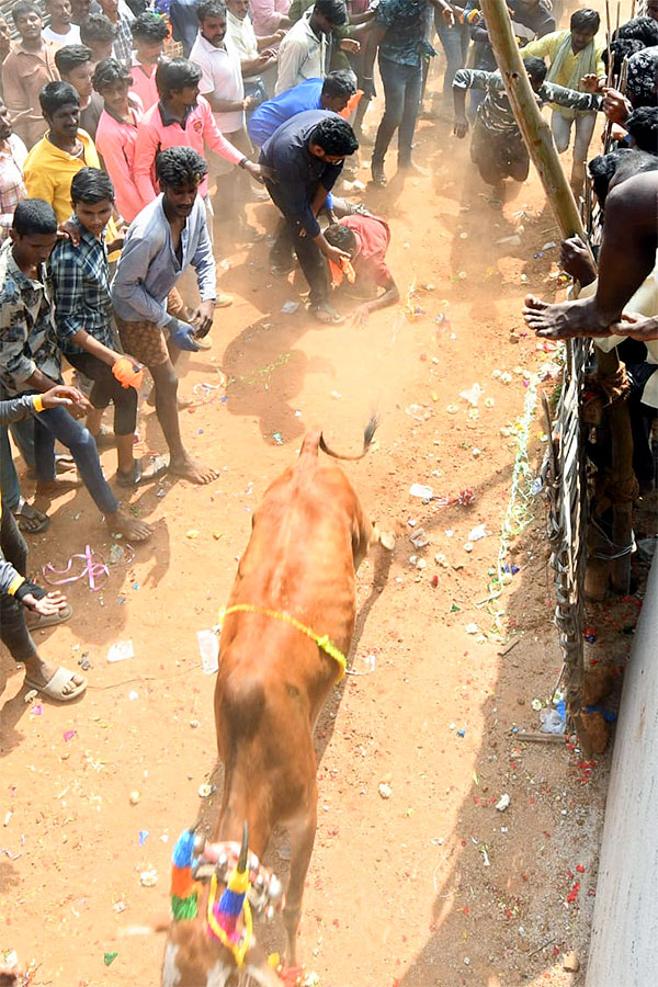 Great Cattle Festival Photos In Ramireddypalli Of Chandragiri - Sakshi43