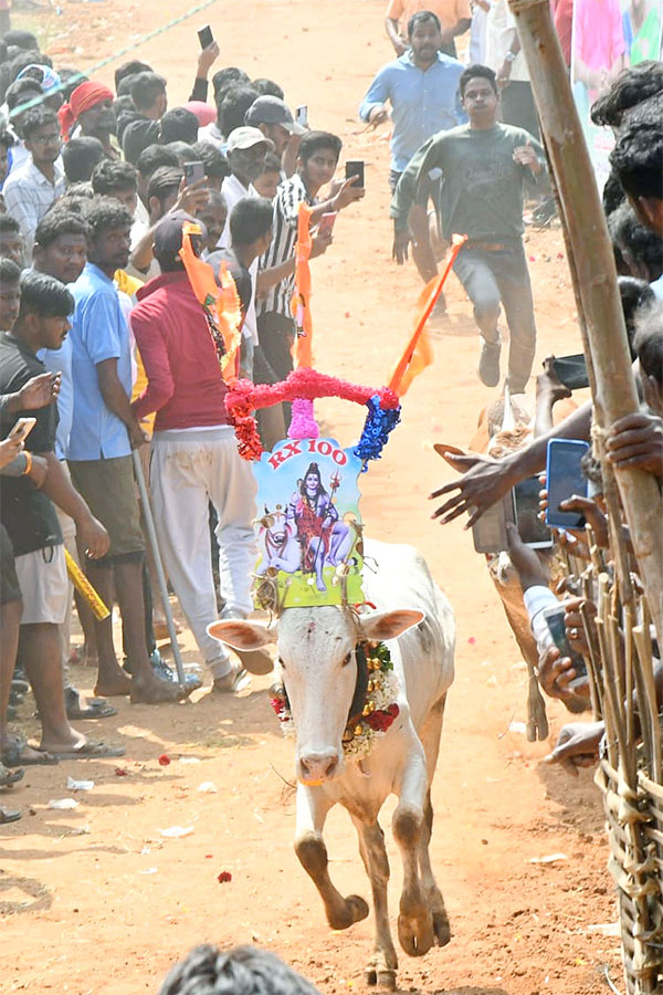 Great Cattle Festival Photos In Ramireddypalli Of Chandragiri - Sakshi44