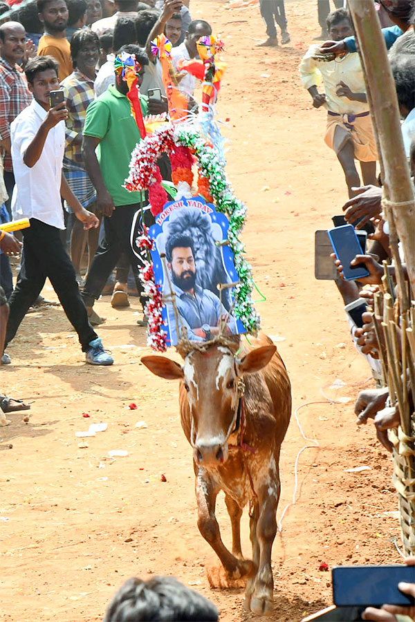 Great Cattle Festival Photos In Ramireddypalli Of Chandragiri - Sakshi45