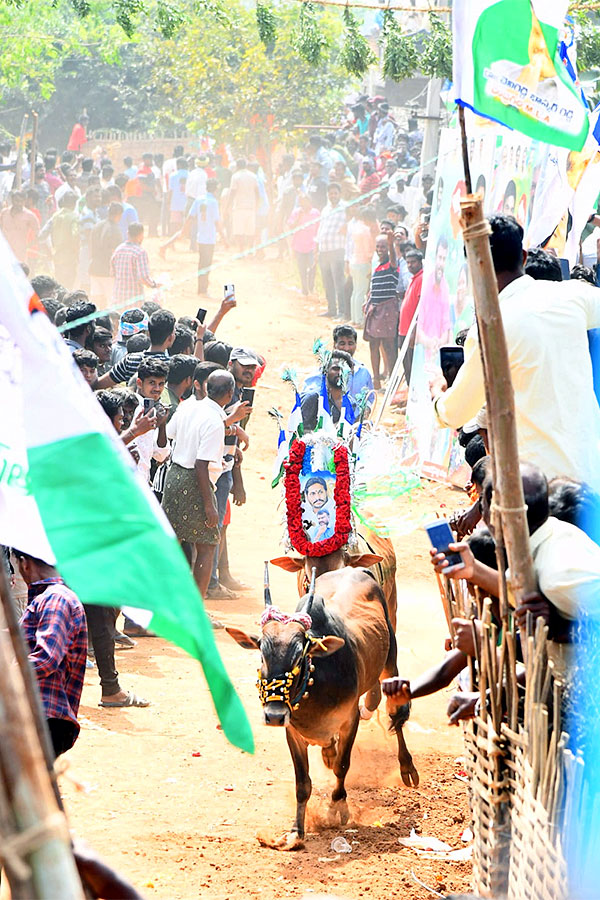 Great Cattle Festival Photos In Ramireddypalli Of Chandragiri - Sakshi46