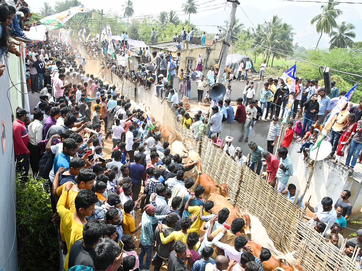 Great Cattle Festival Photos In Ramireddypalli Of Chandragiri - Sakshi5