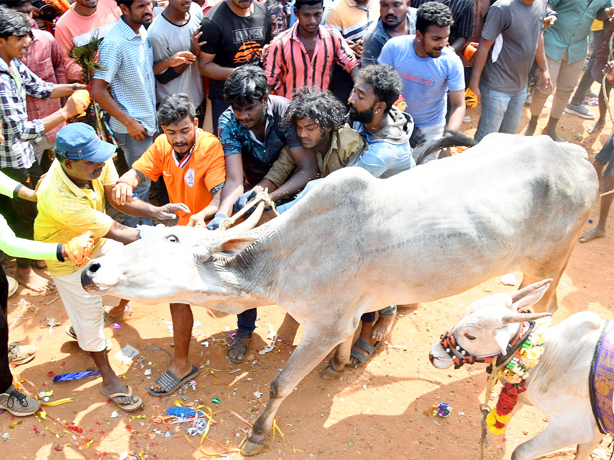 Great Cattle Festival Photos In Ramireddypalli Of Chandragiri - Sakshi7