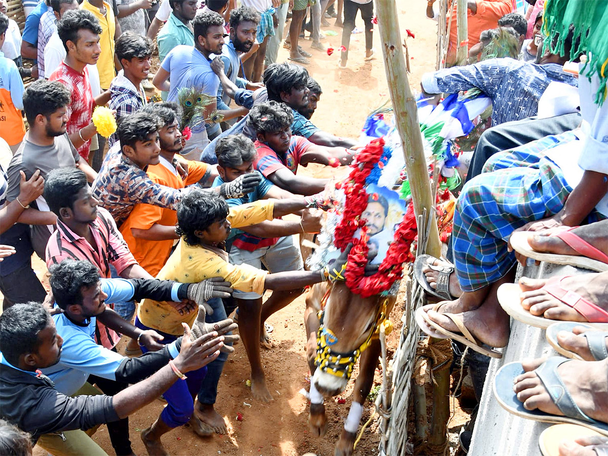 Great Cattle Festival Photos In Ramireddypalli Of Chandragiri - Sakshi8