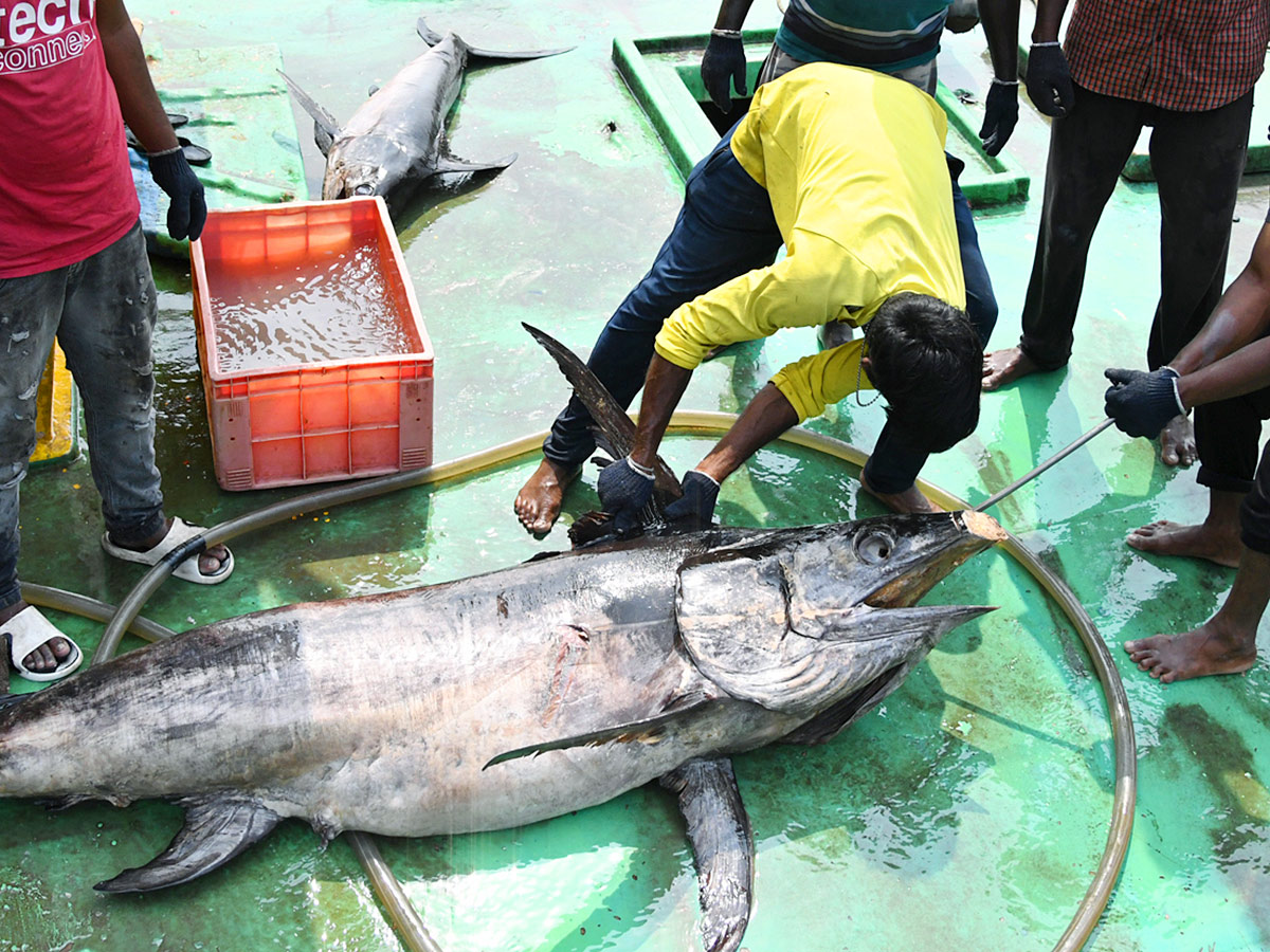 Kommu Konam Fish And Sora Caught By Fishermen In Visakhapatnam - Sakshi1