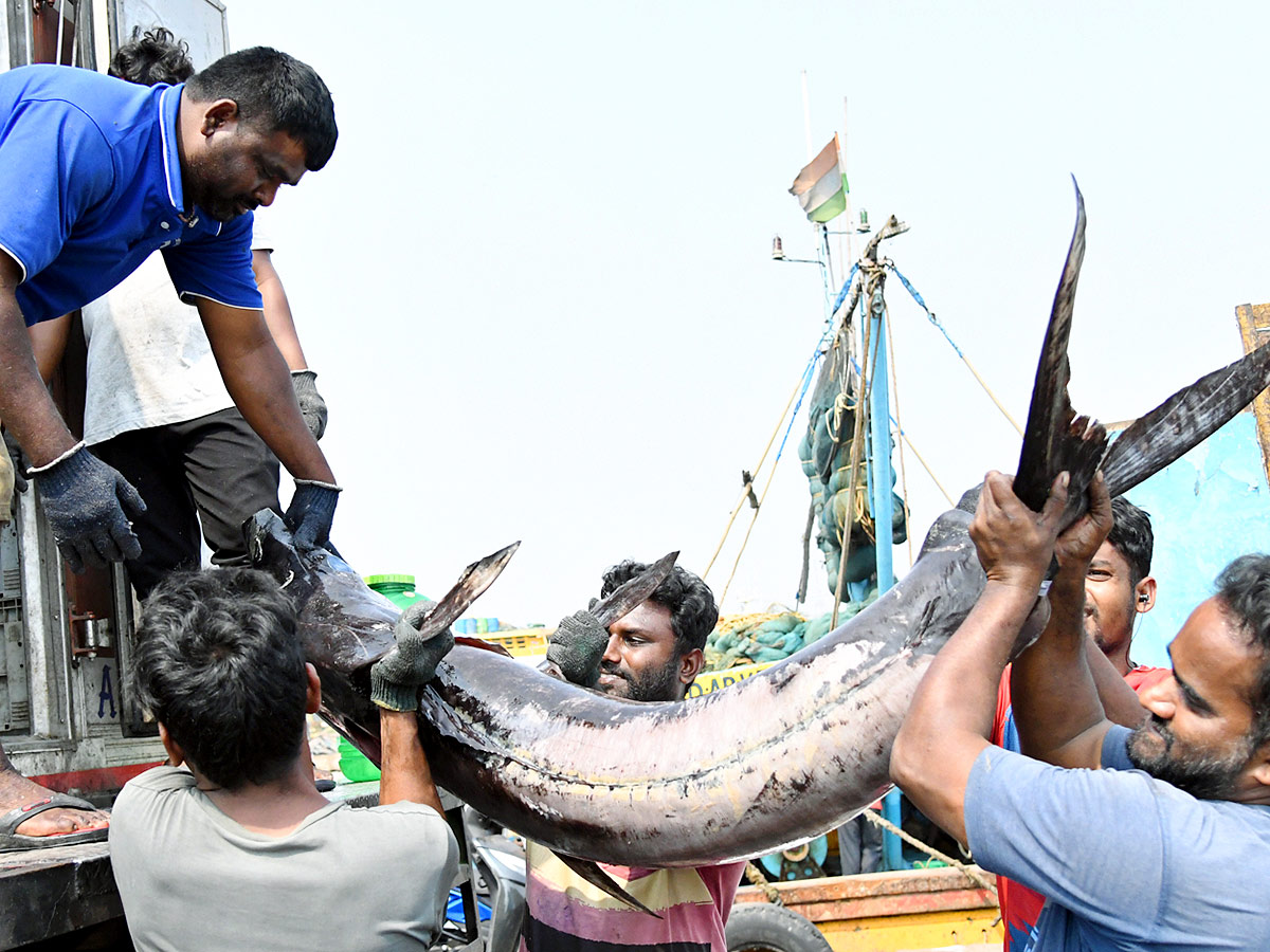 Kommu Konam Fish And Sora Caught By Fishermen In Visakhapatnam - Sakshi10