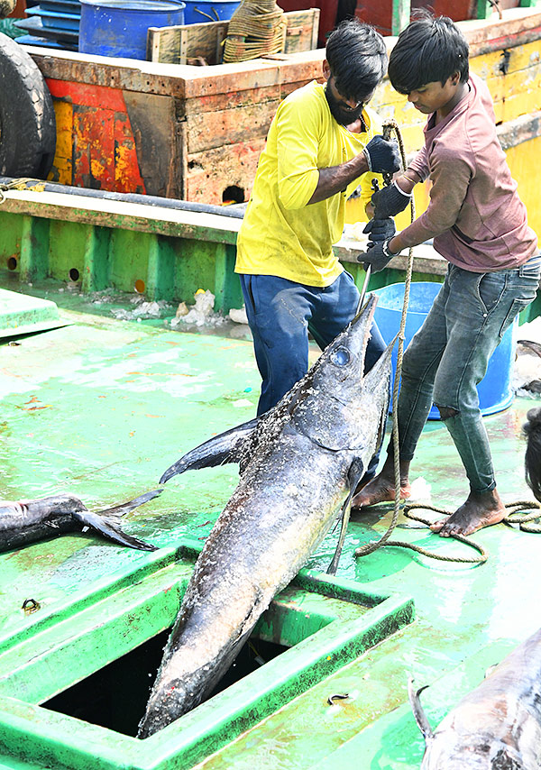 Kommu Konam Fish And Sora Caught By Fishermen In Visakhapatnam - Sakshi11