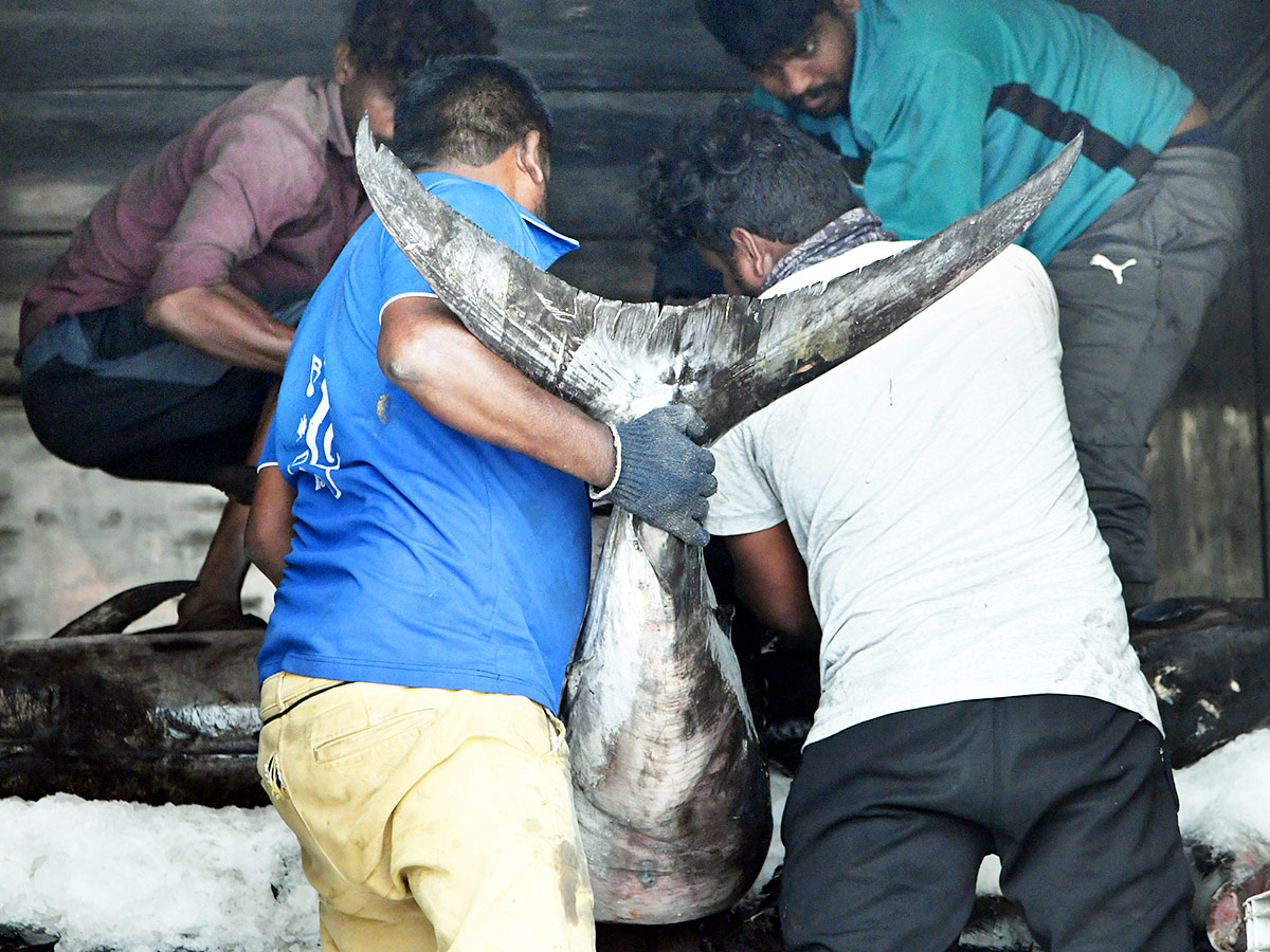 Kommu Konam Fish And Sora Caught By Fishermen In Visakhapatnam - Sakshi2