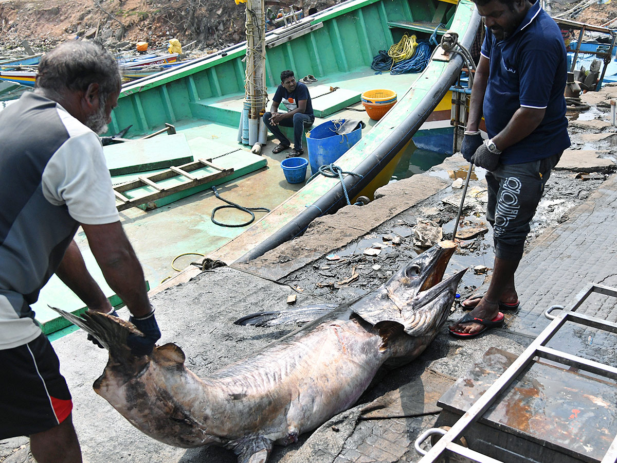 Kommu Konam Fish And Sora Caught By Fishermen In Visakhapatnam - Sakshi4