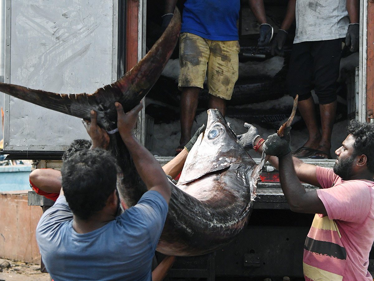 Kommu Konam Fish And Sora Caught By Fishermen In Visakhapatnam - Sakshi5