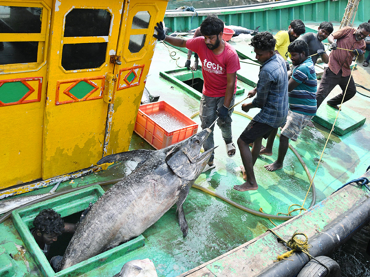 Kommu Konam Fish And Sora Caught By Fishermen In Visakhapatnam - Sakshi6