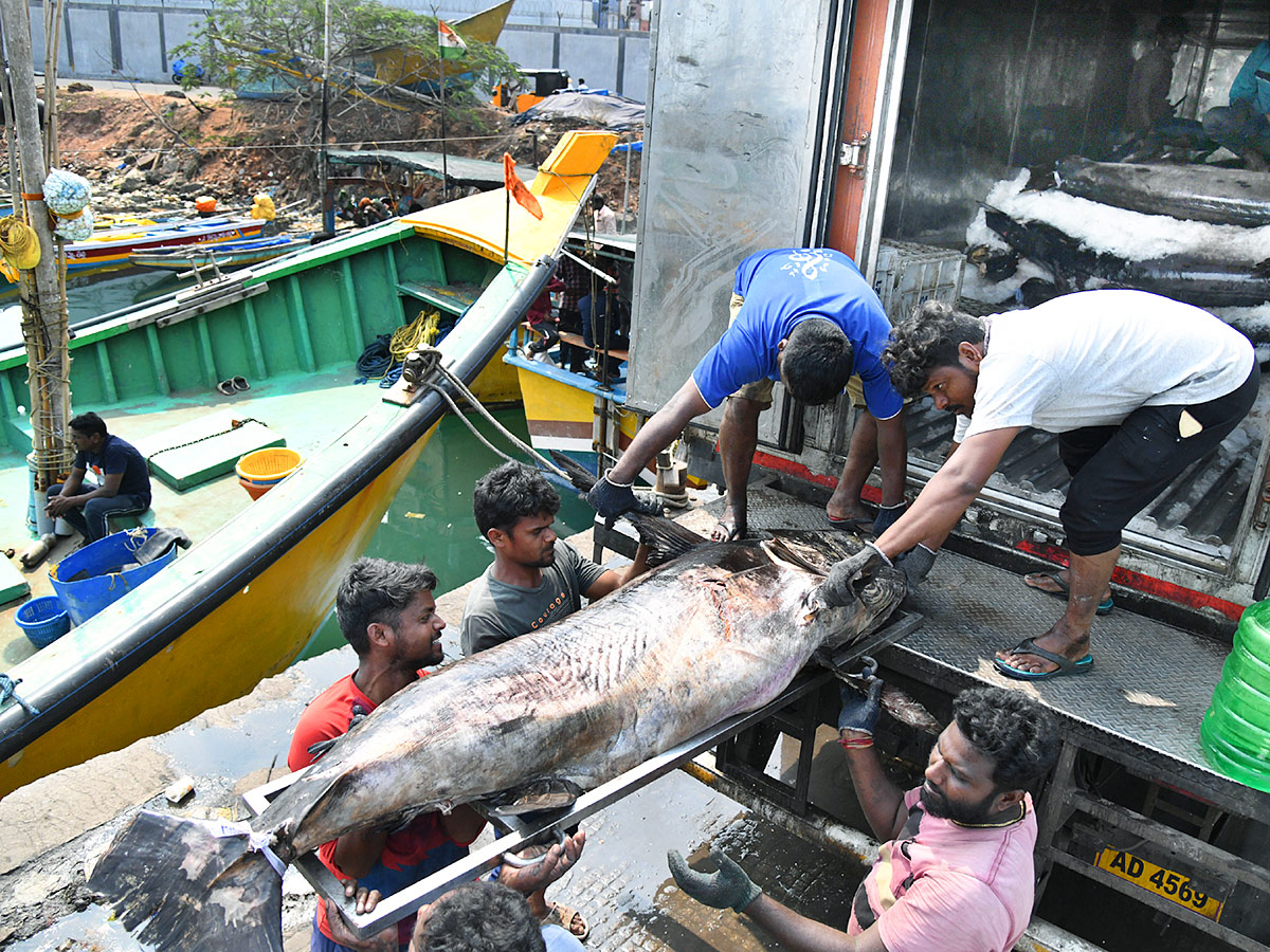 Kommu Konam Fish And Sora Caught By Fishermen In Visakhapatnam - Sakshi7