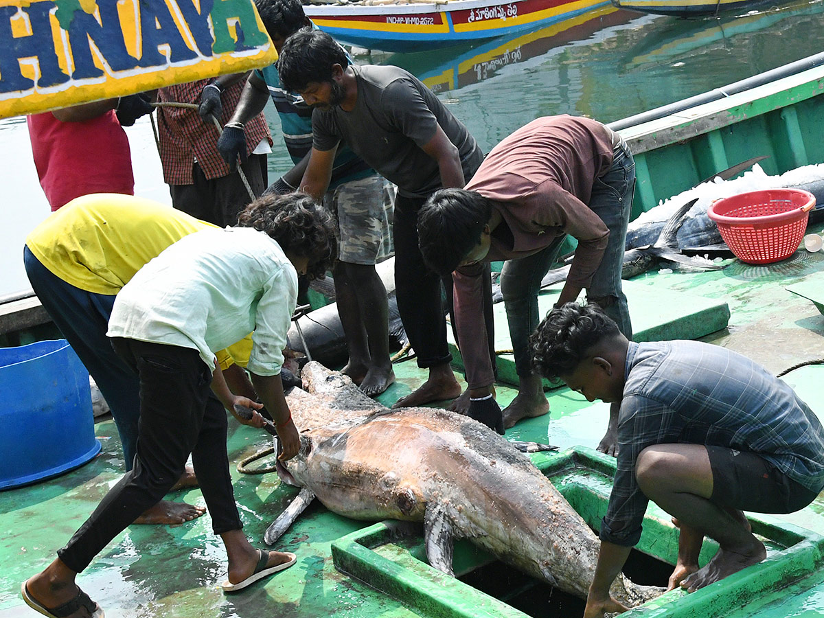 Kommu Konam Fish And Sora Caught By Fishermen In Visakhapatnam - Sakshi8