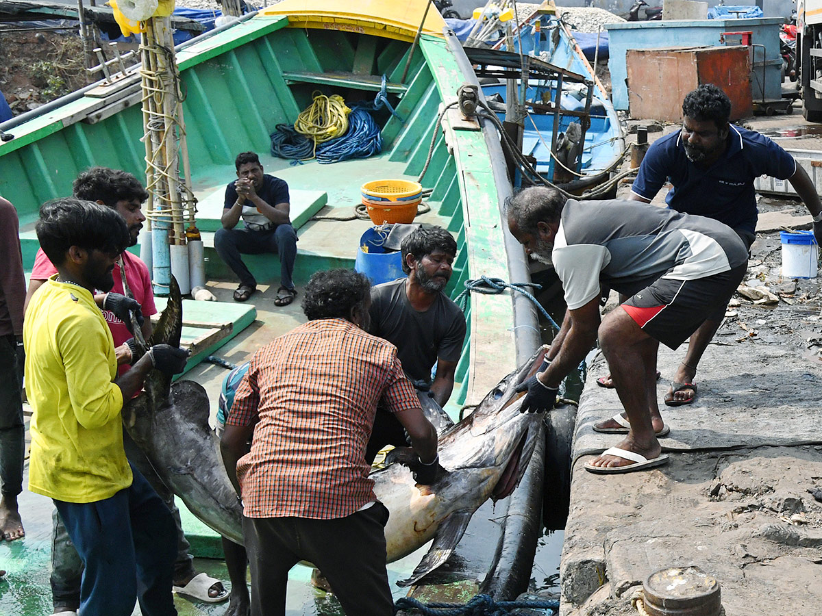 Kommu Konam Fish And Sora Caught By Fishermen In Visakhapatnam - Sakshi9