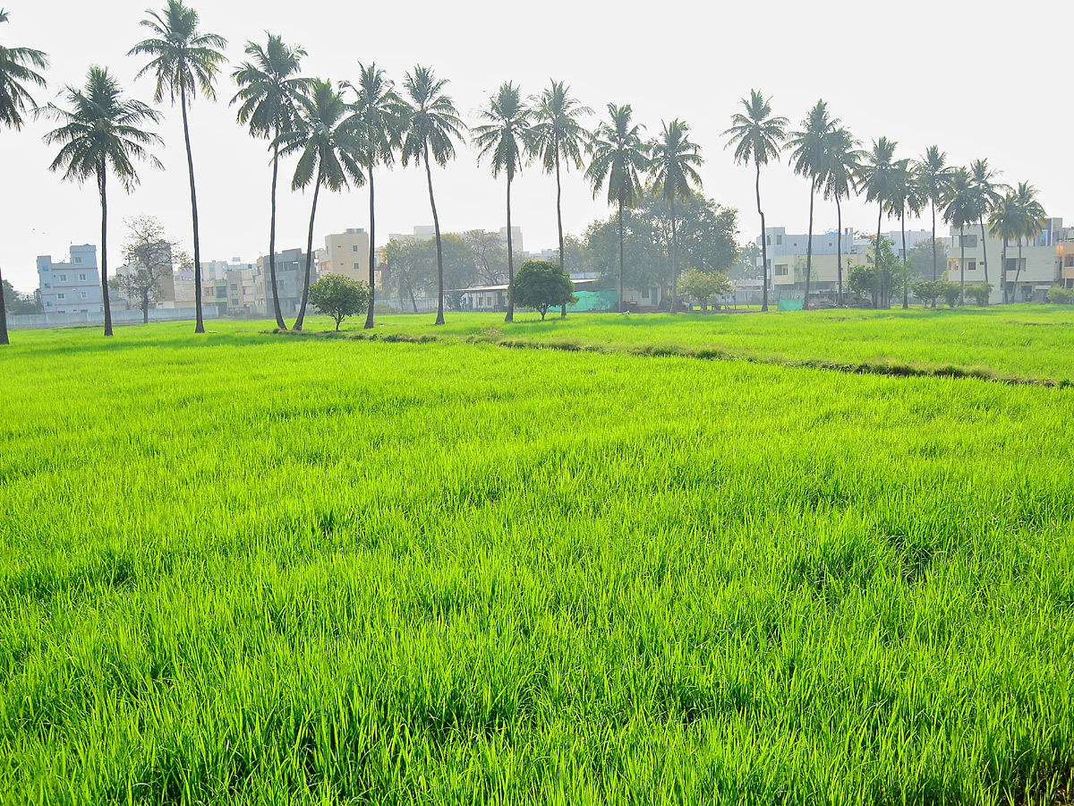 Best Photos of The Week in AP and Telangana Photo Gallery - Sakshi12