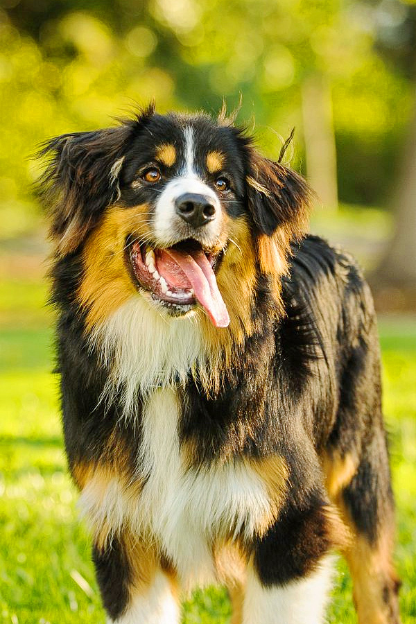  Most Popular Dog Breeds Photos - Sakshi6