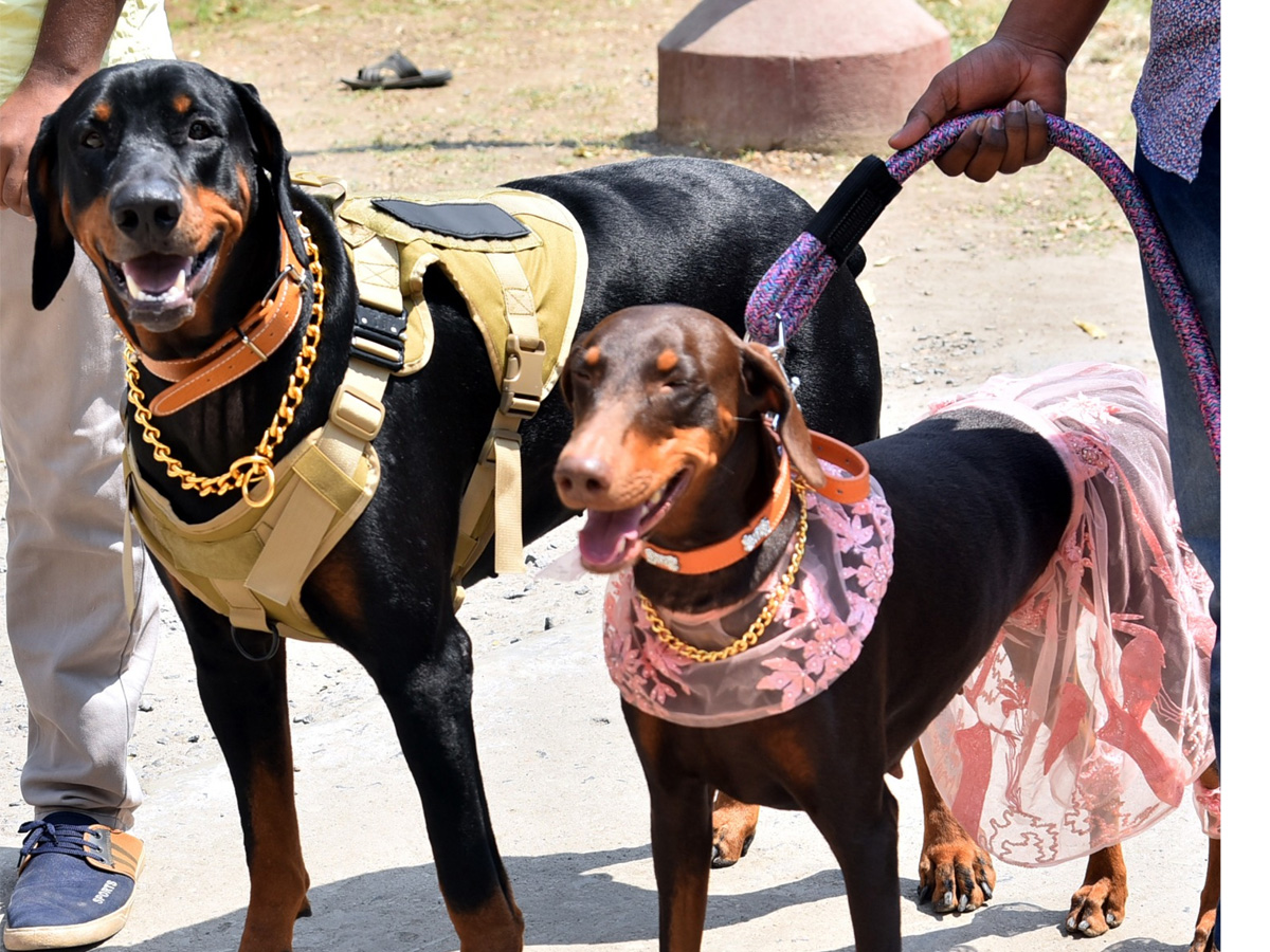 Dog Show In Guntur - Sakshi7