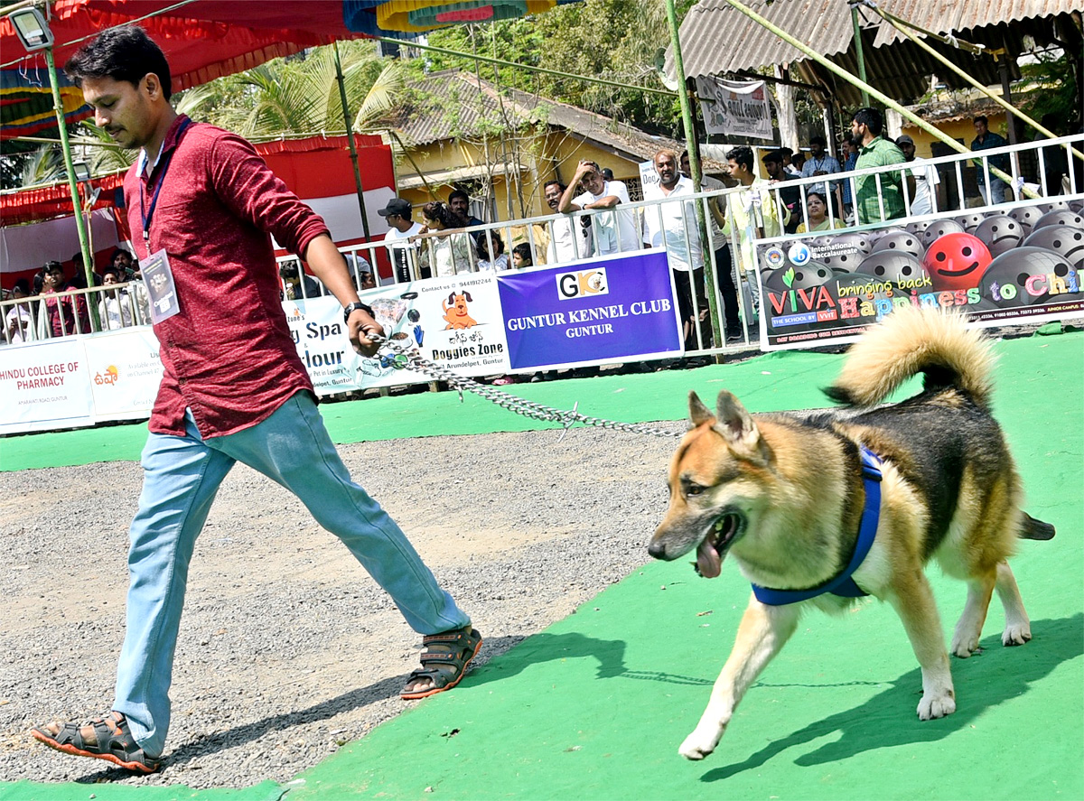 Dog Show In Guntur - Sakshi5