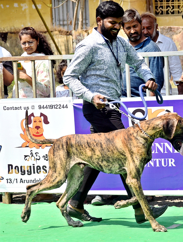 Dog Show In Guntur - Sakshi15