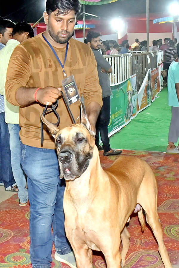 Dog Show In Guntur - Sakshi21