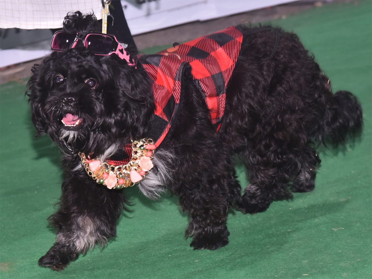 Dog Show In Guntur - Sakshi9