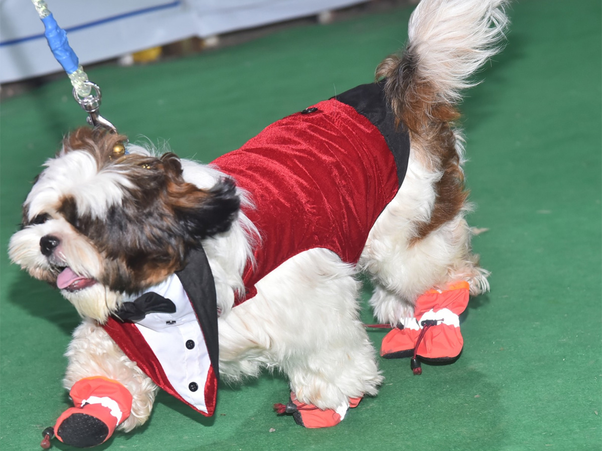 Dog Show In Guntur - Sakshi10