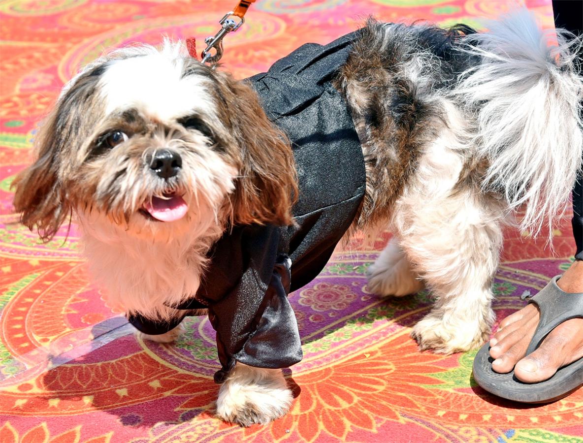 Dog Show In Guntur - Sakshi12