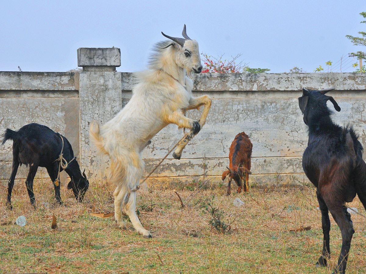 Best Photos of The Week in AP and Telangana Photo Gallery - Sakshi41