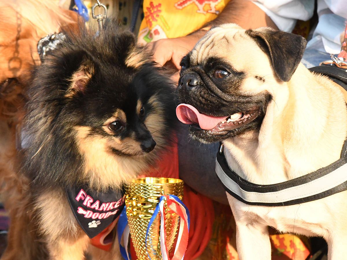 Dog show In Visakhapatnam - Sakshi10