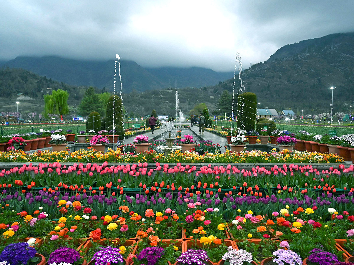 Asia Largest Tulip Garden In Kashmir Will Open Photos - Sakshi1