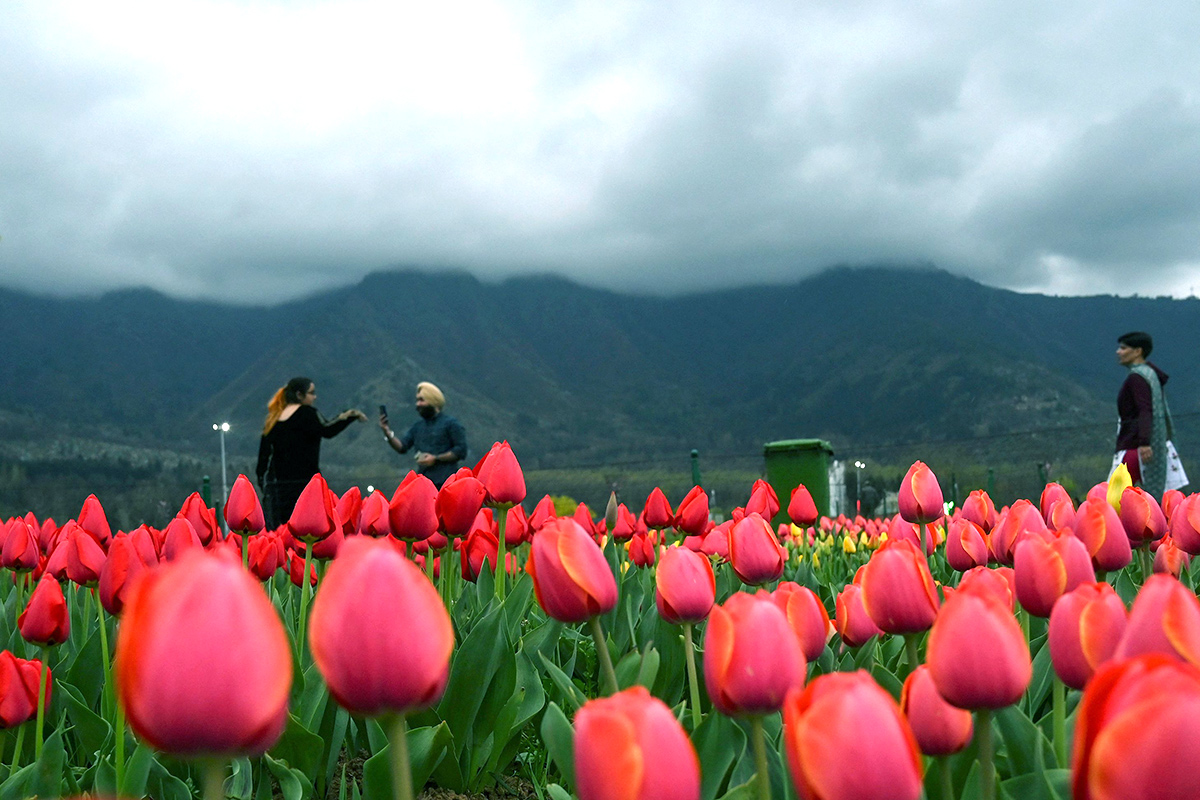 Asia Largest Tulip Garden In Kashmir Will Open Photos - Sakshi10