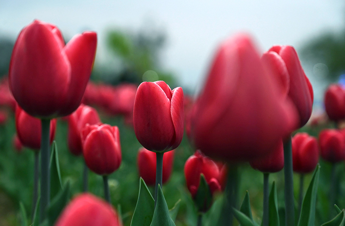 Asia Largest Tulip Garden In Kashmir Will Open Photos - Sakshi12